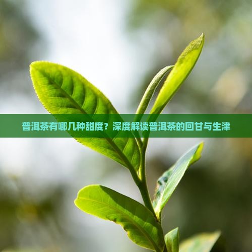 普洱茶有哪几种甜度？深度解读普洱茶的回甘与生津