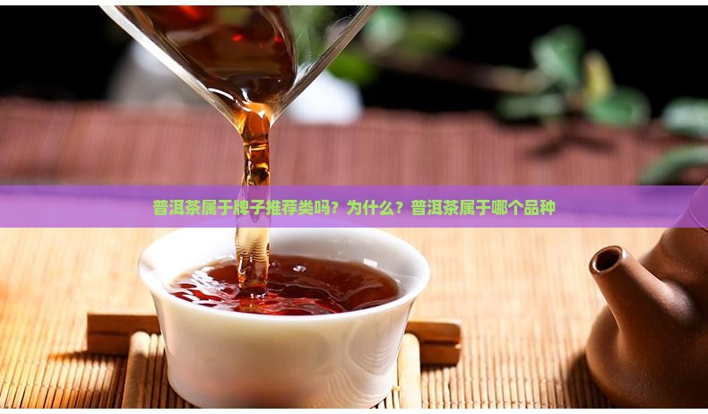 普洱茶属于牌子推荐类吗？为什么？普洱茶属于哪个品种