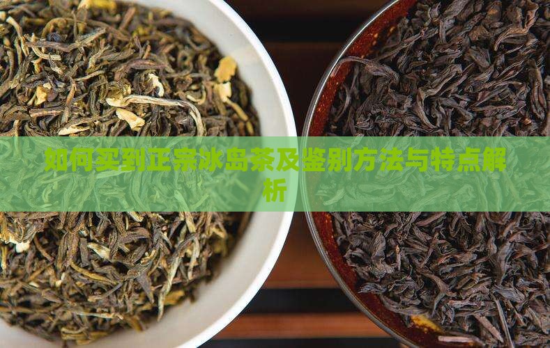 如何买到正宗冰岛茶及鉴别方法与特点解析