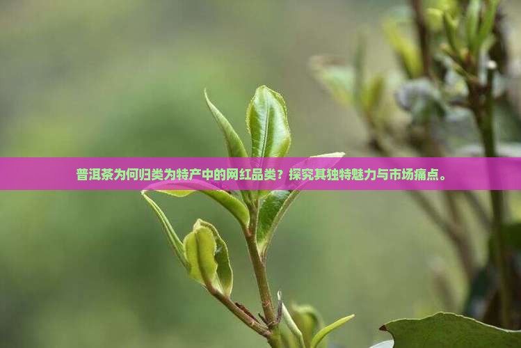 普洱茶为何归类为特产中的网红品类？探究其独特魅力与市场痛点。