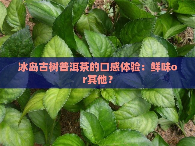 冰岛古树普洱茶的口感体验：鲜味or其他？