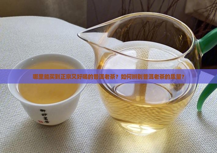 哪里能买到正宗又好喝的普洱老茶？如何辨别普洱老茶的质量？