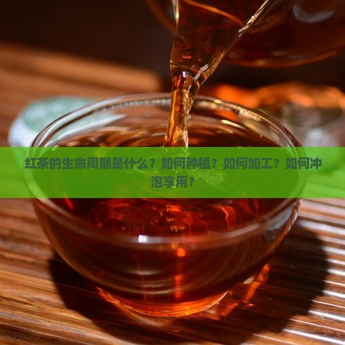 红茶的生命周期是什么？如何种植？如何加工？如何冲泡享用？