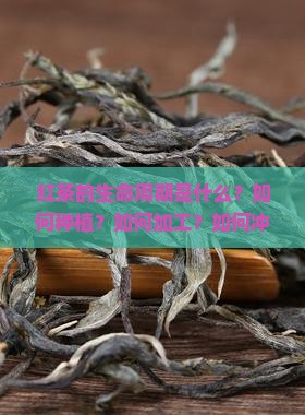 红茶的生命周期是什么？如何种植？如何加工？如何冲泡享用？