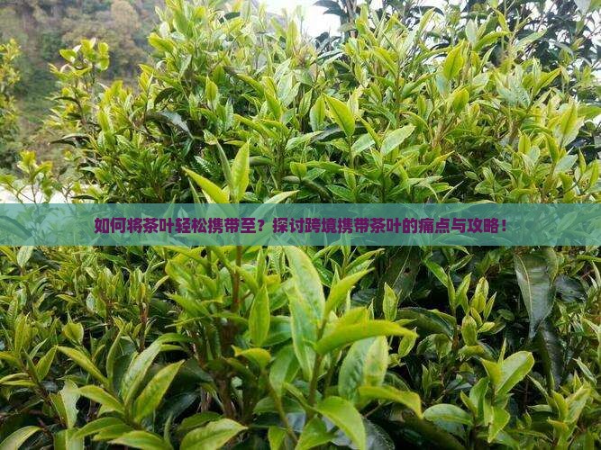 如何将茶叶轻松携带至？探讨跨境携带茶叶的痛点与攻略！