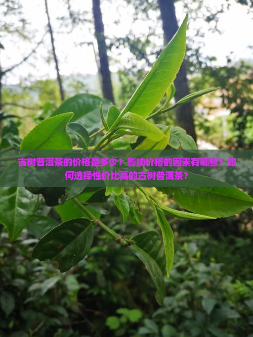 古树普洱茶的价格是多少？影响价格的因素有哪些？如何选择性价比高的古树普洱茶？