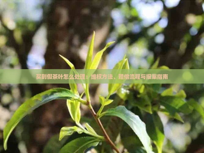 买到假茶叶怎么处理：维权方法、赔偿流程与报案指南