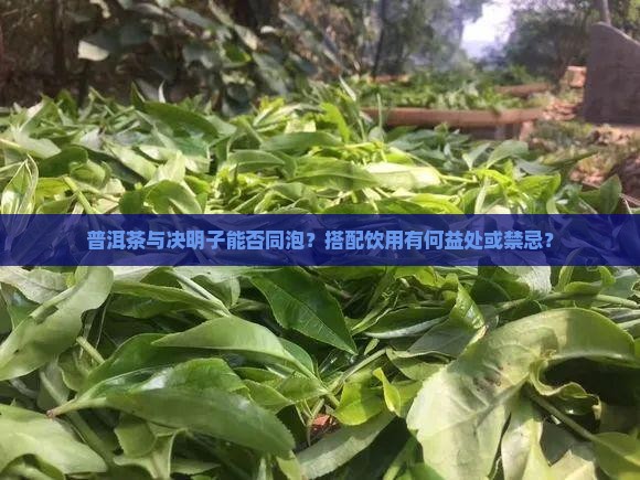 普洱茶与决明子能否同泡？搭配饮用有何益处或禁忌？