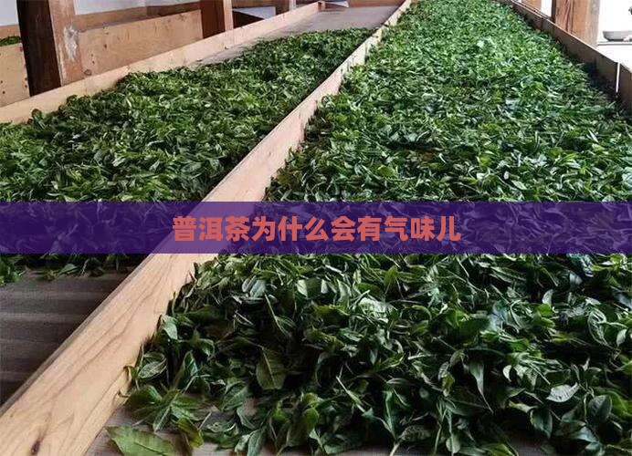 普洱茶为什么会有气味儿