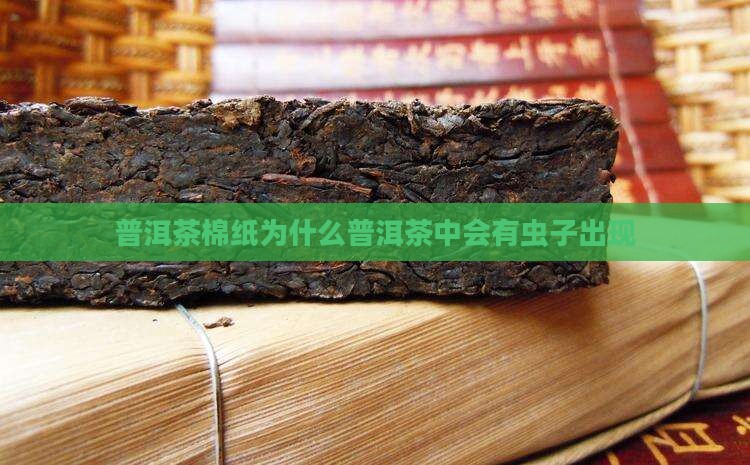 普洱茶棉纸为什么普洱茶中会有虫子出现