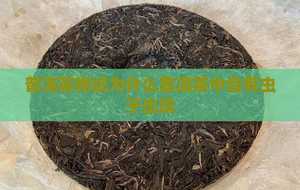 普洱茶棉纸为什么普洱茶中会有虫子出现