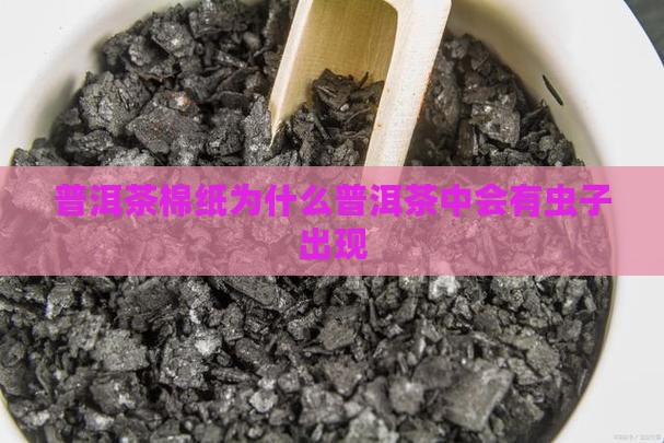 普洱茶棉纸为什么普洱茶中会有虫子出现