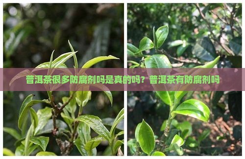 普洱茶很多防腐剂吗是真的吗？普洱茶有防腐剂吗
