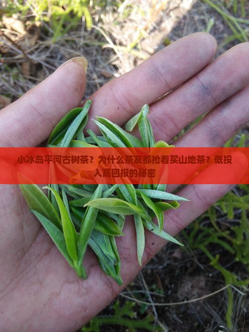 小冰岛平河古树茶？为什么茶友都抢着买山地茶？低投入高回报的秘密