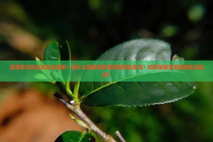 普洱茶为何出现无色现象？是什么原因导致普洱茶颜色变浅？如何鉴别普洱茶的色泽品质？