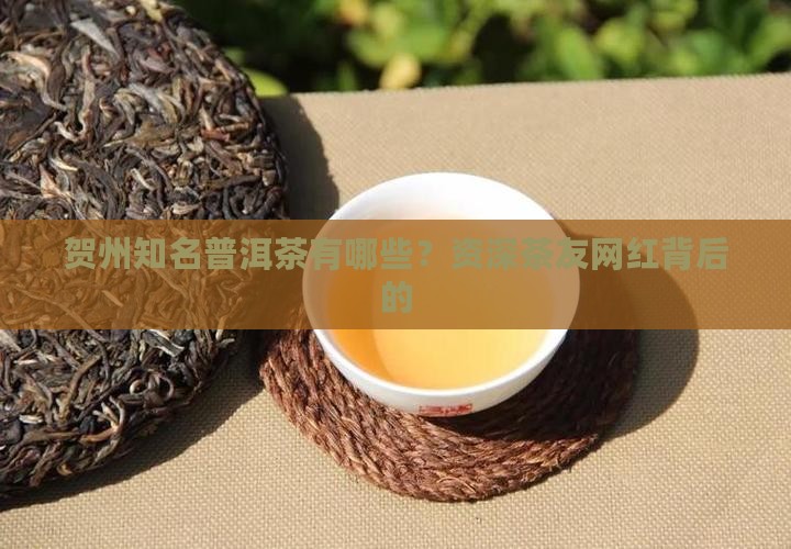 贺州知名普洱茶有哪些？资深茶友网红背后的