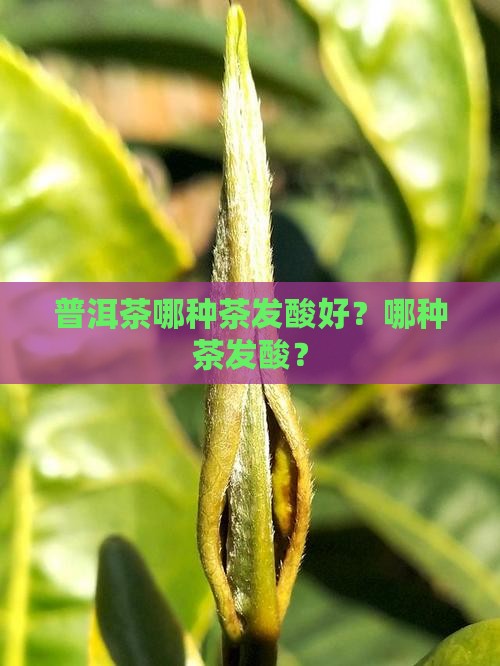 普洱茶哪种茶发酸好？哪种茶发酸？