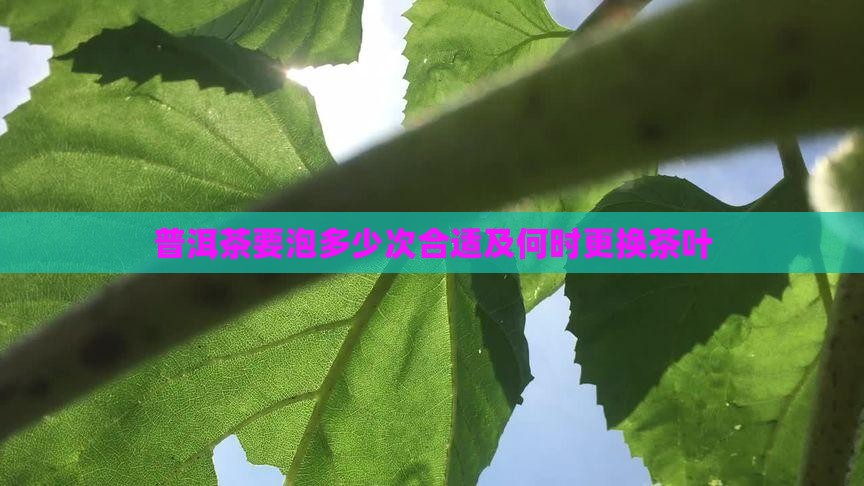 普洱茶要泡多少次合适及何时更换茶叶