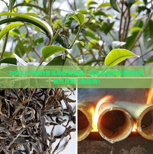 为何XX产地的普洱茶备受推崇？探究高品质普洱茶选购痛点及热门新趋势！