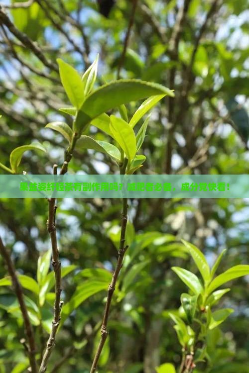 果益姿纤轻茶有副作用吗？减肥者必备，成分党快看！