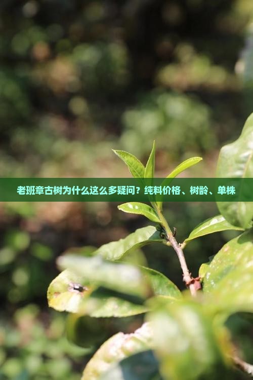 老班章古树为什么这么多疑问？纯料价格、树龄、单株