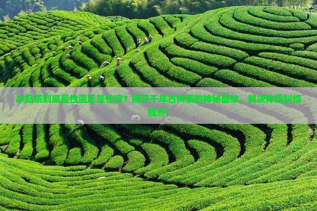 冰岛茶到底是性温还是性凉？揭开千年古树茶的神秘面纱，解决体质纠结痛点！