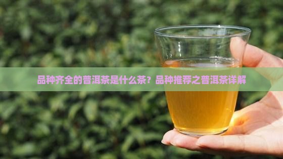 品种齐全的普洱茶是什么茶？品种推荐之普洱茶详解