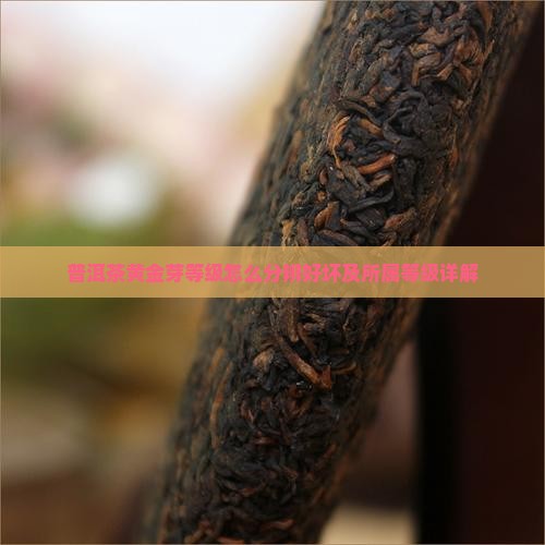 普洱茶黄金芽等级怎么分辨好坏及所属等级详解