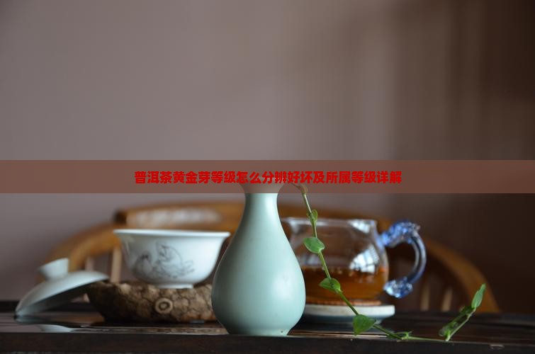 普洱茶黄金芽等级怎么分辨好坏及所属等级详解
