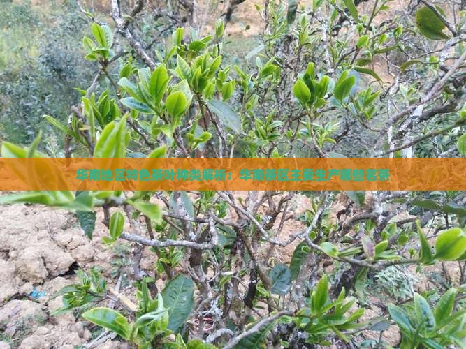 华南地区特色茶叶种类解析：华南茶区主要生产哪些茗茶