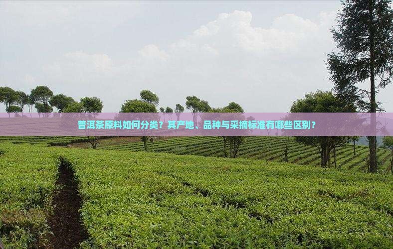 普洱茶原料如何分类？其产地、品种与采摘标准有哪些区别？