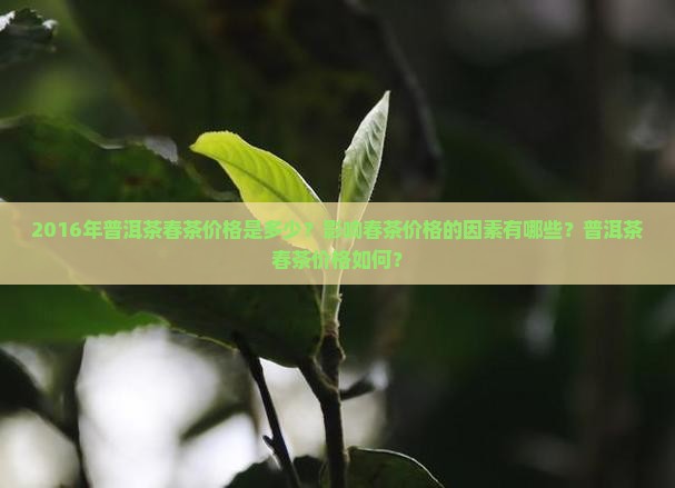 2016年普洱茶春茶价格是多少？影响春茶价格的因素有哪些？普洱茶春茶价格如何？