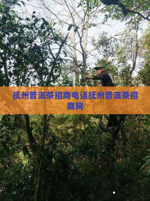 抚州普洱茶招商电话抚州普洱茶招商网