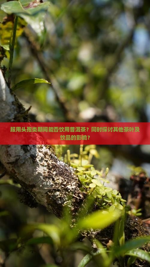 服用头孢类期间能否饮用普洱茶？同时探讨其他茶叶及饮品的影响？