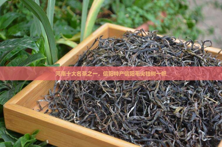河南十大名茶之一，信阳特产信阳毛尖独树一帜