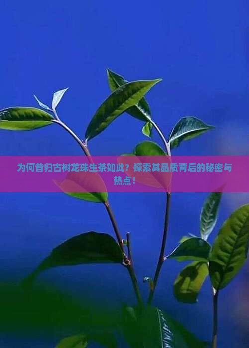 为何昔归古树龙珠生茶如此？探索其品质背后的秘密与热点！