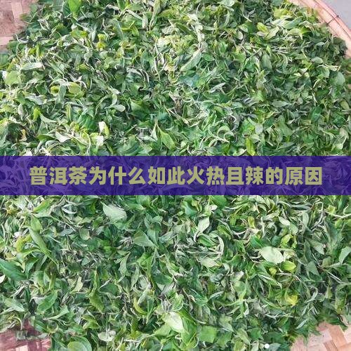 普洱茶为什么如此火热且辣的原因
