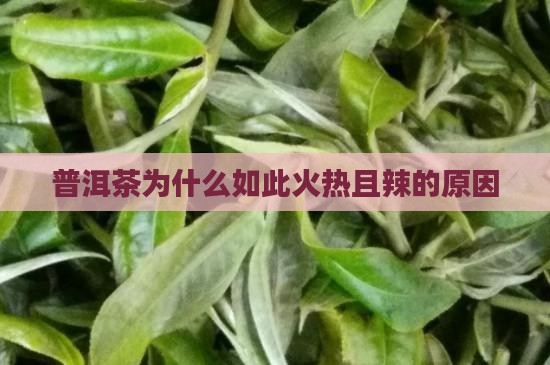 普洱茶为什么如此火热且辣的原因