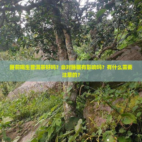 睡前喝生普洱茶好吗？会对睡眠有影响吗？有什么需要注意的？