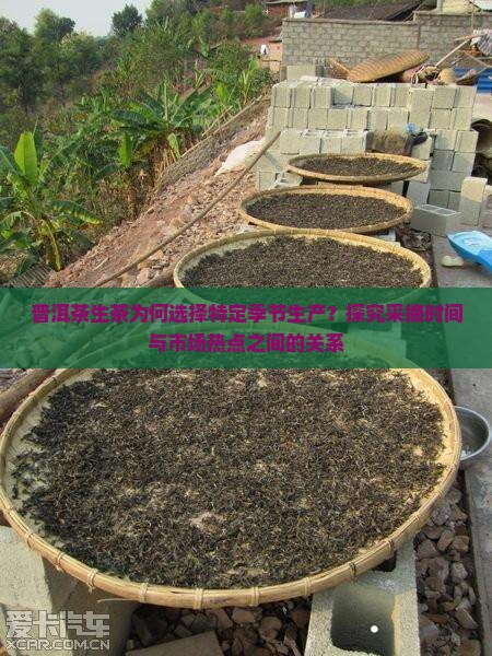 普洱茶生茶为何选择特定季节生产？探究采摘时间与市场热点之间的关系