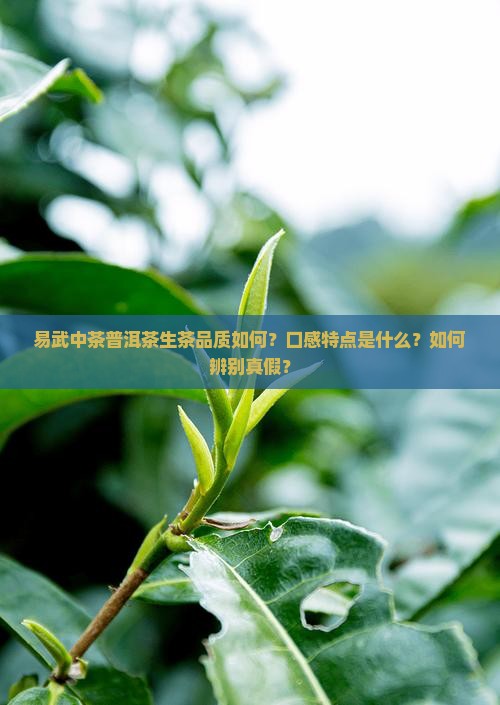 易武中茶普洱茶生茶品质如何？口感特点是什么？如何辨别真假？