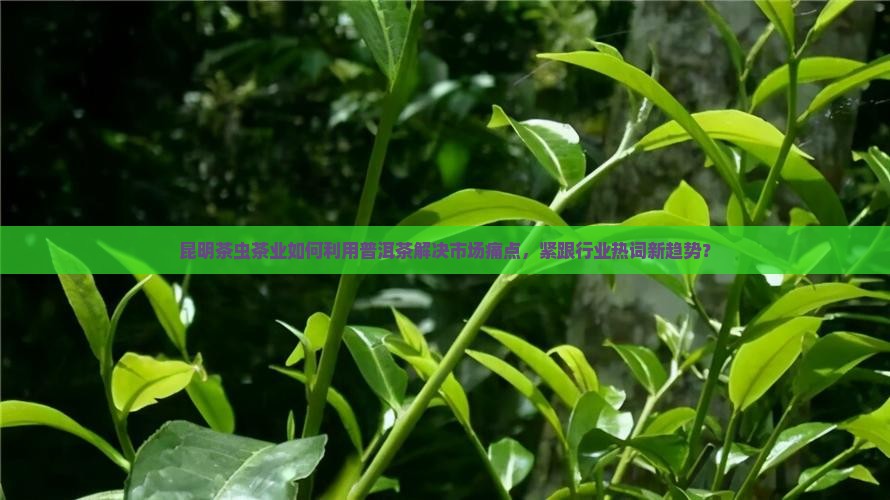 昆明茶虫茶业如何利用普洱茶解决市场痛点,紧跟行业热词新趋势? 昆明茶虫茶业如何利用普洱茶解决市场痛点,紧跟行业热词新趋势?