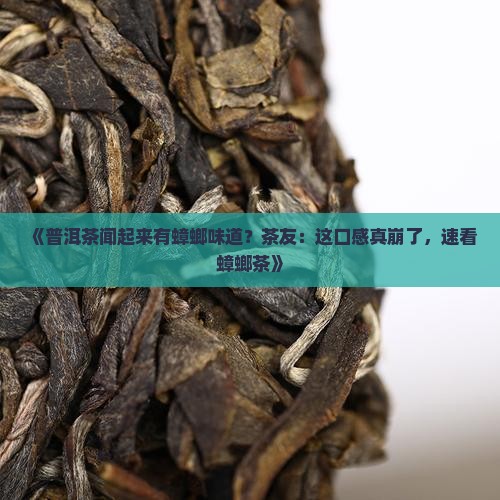 《普洱茶闻起来有蟑螂味道?茶友:这口感真崩了,速看蟑螂茶》 《普洱茶闻起来有蟑螂味道?茶友:这口感真崩了,速看蟑螂茶》