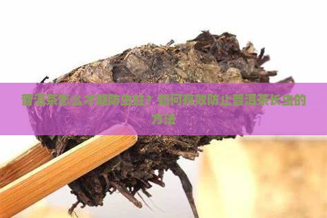 普洱茶怎么才能防虫蛀？如何有效防止普洱茶长虫的方法