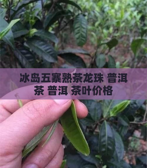 冰岛五寨熟茶龙珠 普洱茶 普洱 茶叶价格