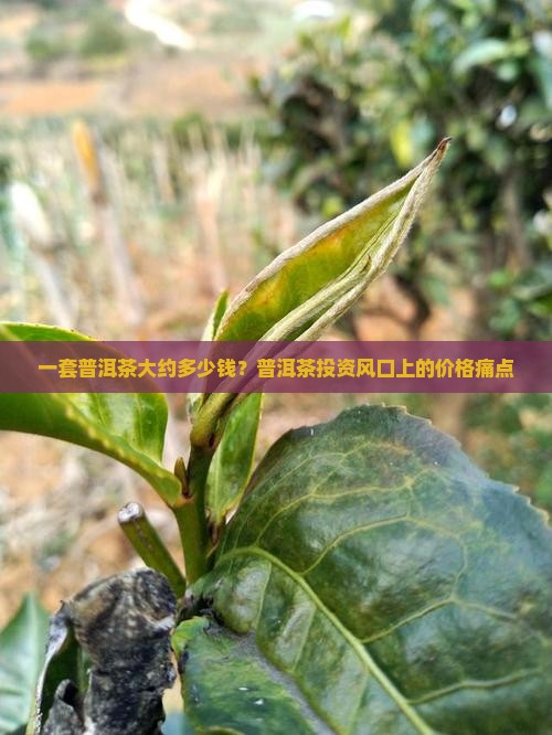 一套普洱茶大约多少钱？普洱茶投资风口上的价格痛点