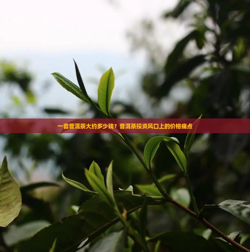 一套普洱茶大约多少钱？普洱茶投资风口上的价格痛点