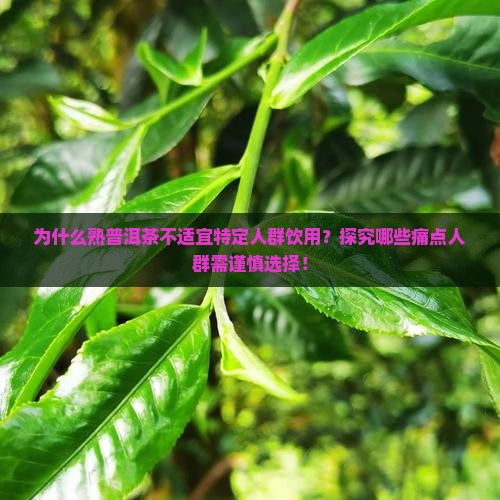 为什么熟普洱茶不适宜特定人群饮用？探究哪些痛点人群需谨慎选择！