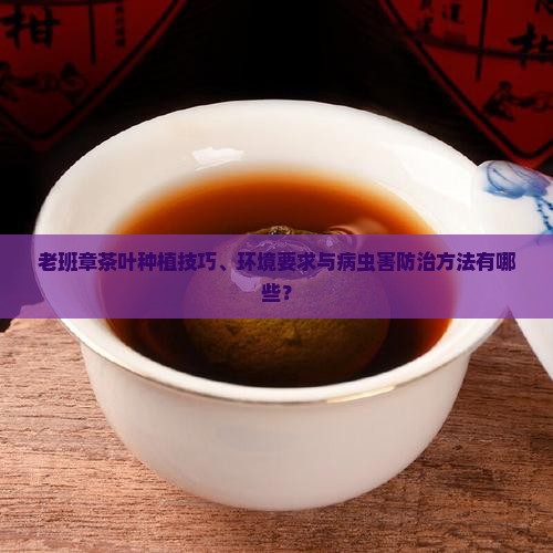 老班章茶叶种植技巧、环境要求与病虫害防治方法有哪些？