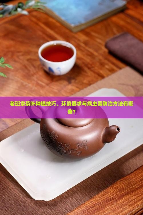 老班章茶叶种植技巧、环境要求与病虫害防治方法有哪些？